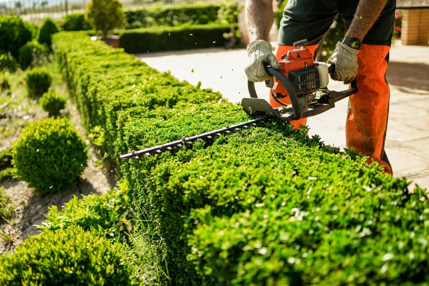 Tree Pruning Services